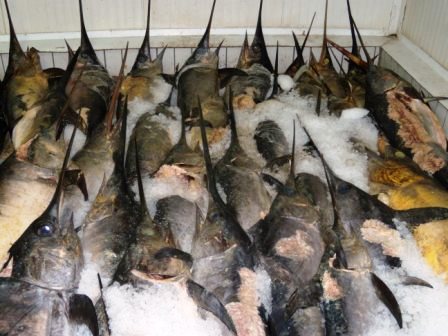 Operazione Jingle Bells: Sequestrate 50 tonnellate di pesce marcio