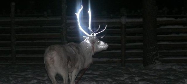 Le corna fosforescenti delle renne salvano loro la vita