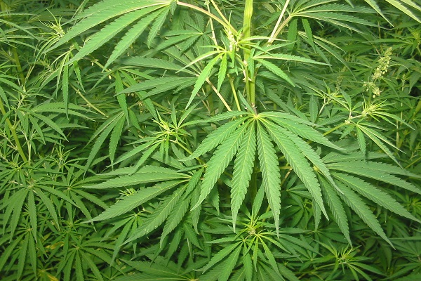 La cannabis medica: utile per curare la sclerosi multipla