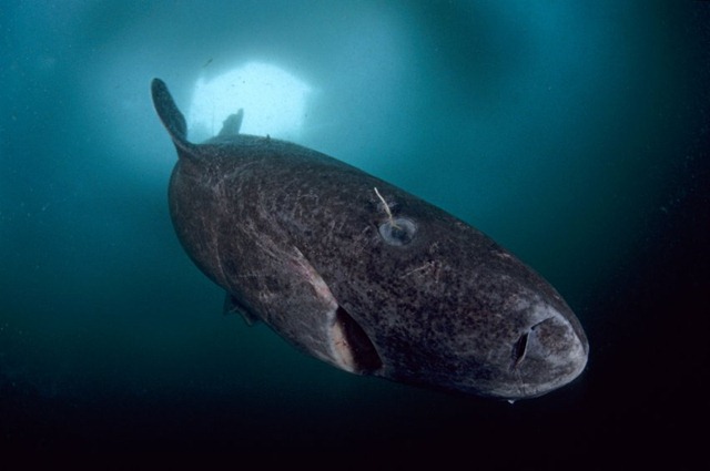 Lo squalo della Groenlandia non gode di buona salute