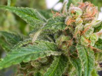 marijuana legalizzazione