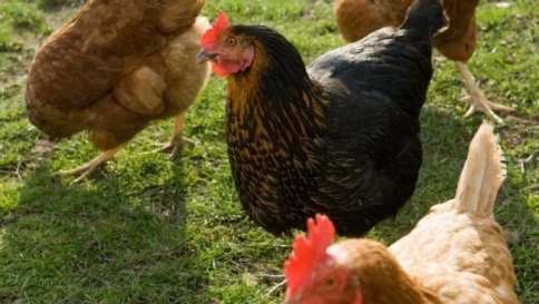 Tutela ambientale adottando le galline