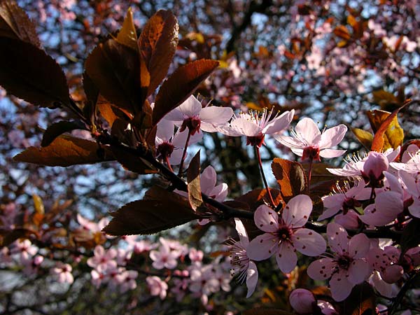 USA, agricoltura sperimentale: albero produce 40 varietà diverse di frutta