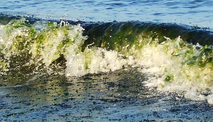 Invasione delle alghe: da Arpa, Sorrento al lago Erie, USA, pericoli e cause
