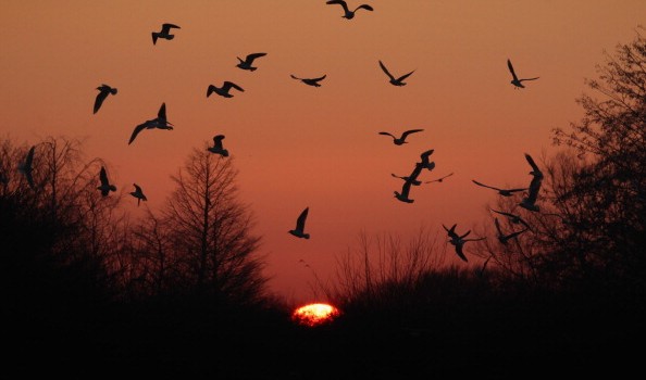 Pesticidi ed insetticidi: calo numero uccelli e stormi migratori in Europa