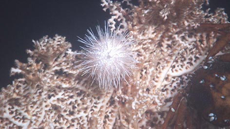 Ecosistemi: coralli bianchi anche nel Mar Ligure, scoperta dell’Enea