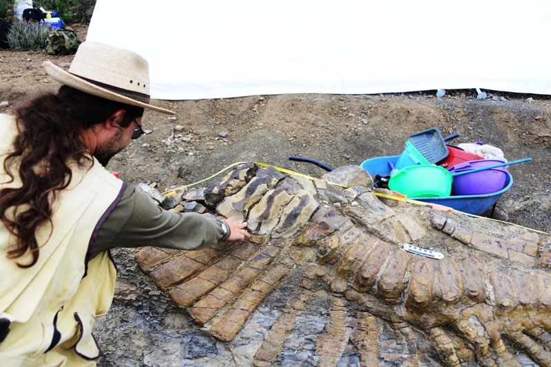 Siberia: scoperta nuova specie dinosauro, rettili con piume nel giurassico