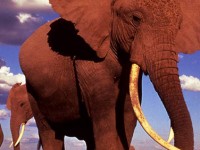 elefanti mozambico bracconieri