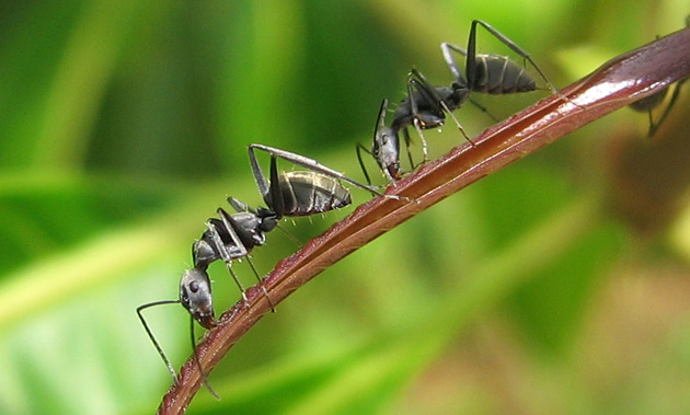 Formiche ed insetti: ecosistema boschivo sano se sono presenti