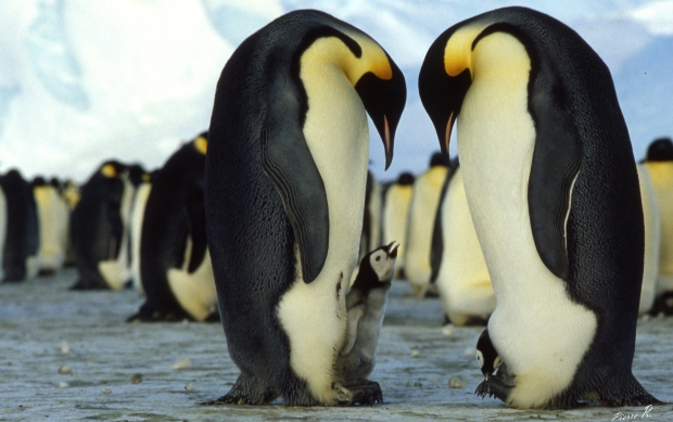 Antartide: scioglimento dei ghiacci, pinguino imperatore rischio estinzione
