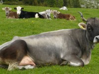serra bestiame riscaldamento