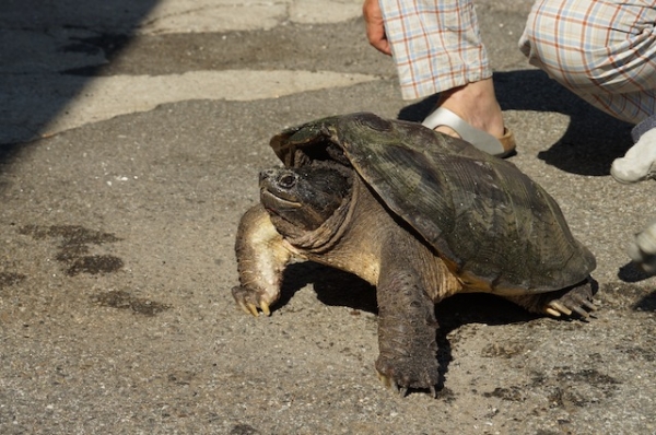 Modena: trovata tartaruga azzannatrice, pericolo per uomini e animali