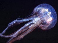 meduse italia pelagia