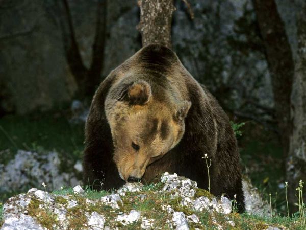 Novità Daniza: indagini Guardia Forestale, interessamento Galletti