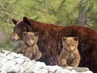 daniza morta trento