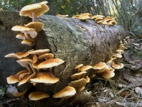 ecologia funghi pannolini