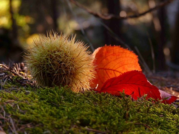 Equinozio d’autunno: cambiamenti sulla Terra, preparazione all’inverno