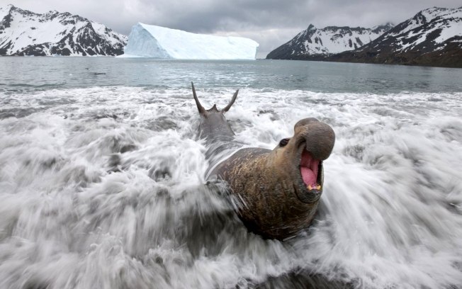 Antartide: foche elefante utilizzate per raccogliere dati idrografici