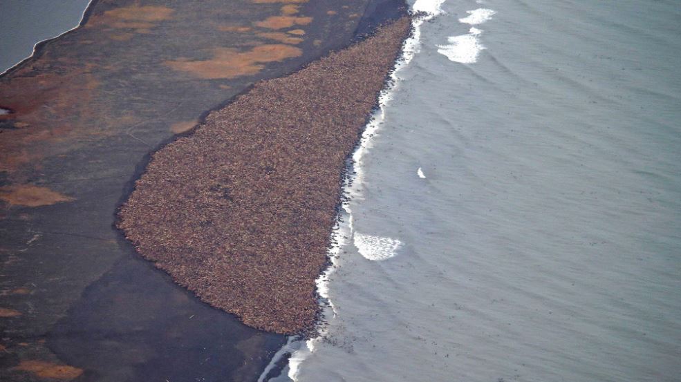 Clima, Alaska: sciolti i ghiacci, trichechi spiaggiati e IceRide