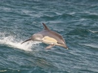 goccia delfino ucciso