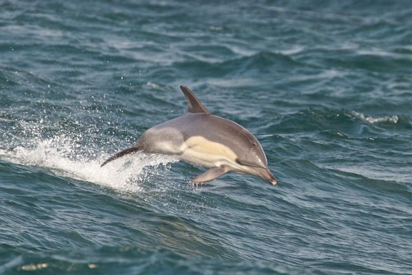 Golfo degli Aranci, Sardegna: ucciso Goccia, cucciolo di delfino