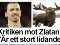 ibra-alce