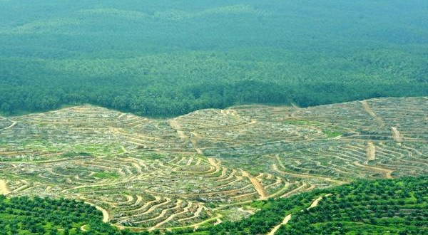 Ambiente, Wwf: la deforestazione sta aumentando i disastri in tutto il mondo