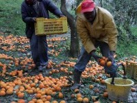 Braccianti agricoli africani raccolgono arance