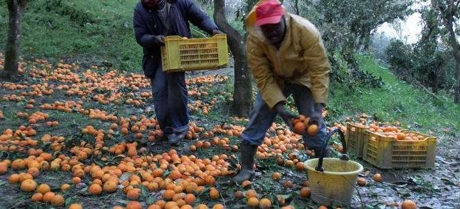 Quando la filiera è sporca: arriva un’indagine sull’agroalimentare italiano