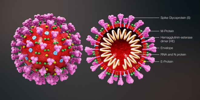 Coronavirus: il virus è davvero mutato?