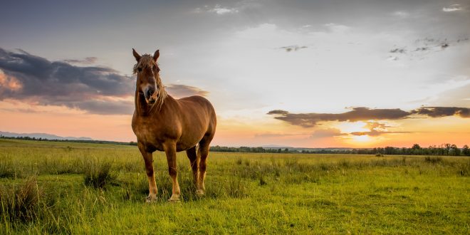 Passeggiare in mezzo alla natura fa bene non solo al fisico ma anche alla mente, ecco perché