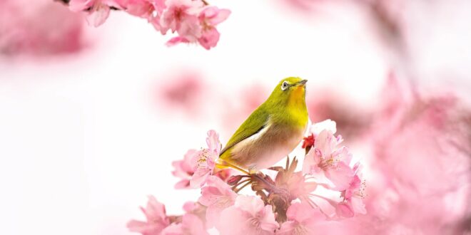 Giardino: come arredarlo per la primavera